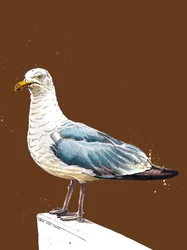 Il Gabbiano su Arancione Bruciato, 2020