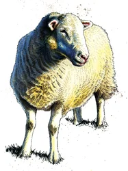 La Pecora su Bianco, 2020