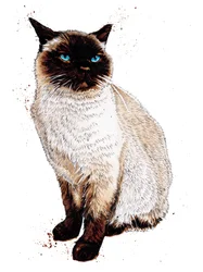 Il Gatto Siamese su Bianco, 2020
