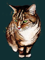 Il Gatto Tigrato su Ciano Profondo, 2020