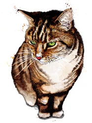 Il gatto tigrato sul bianco, 2020