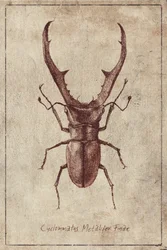 Illustrazione d