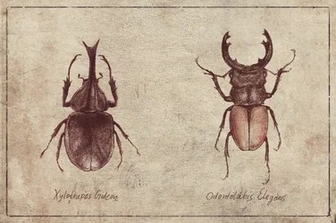 Illustrazioni di coleotteri