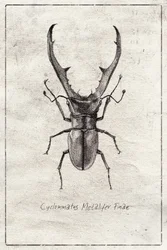 Cyclommatus metalifer finae
