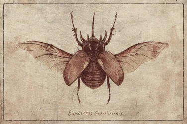 Eupatorus Gracilicornis - Copia