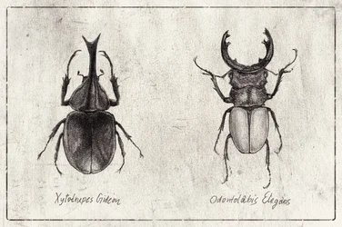 Xylotrupes gideonii e Odontolabis elegans