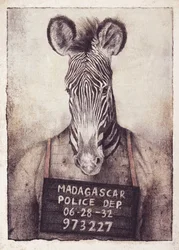 Il mistero della foto segnaletica della zebra