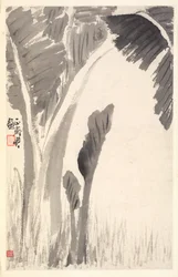 Piante di Banana
