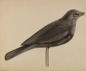 Richiamo (Gabbiano)