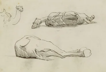 (Studi sul cammello)