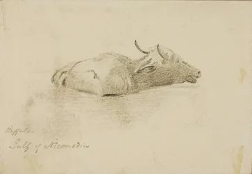 Bufala, Golfo di Nicomedia