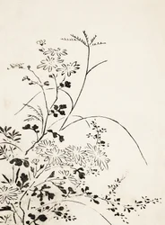 Fiori e erbe autunnali (1762)