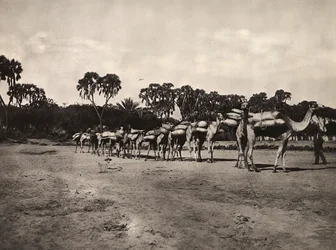 Carovana di cammelli, 09/05/1936