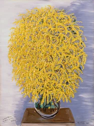 Mimose
