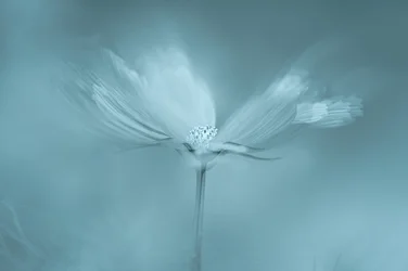 Fiore blu da sogno