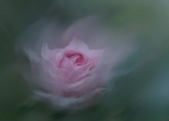 Rosa rosa da sogno