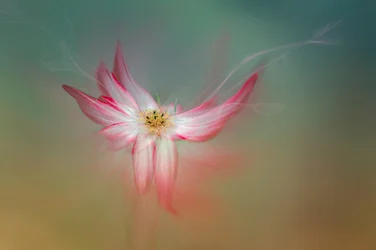 Fiore rosa etereo