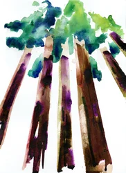 Sequoia