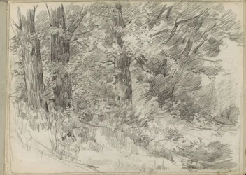 Vista del bosco