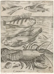 Studieblad met vier vissen en een kreeft Piscium vivae icones (titolo della serie)