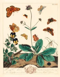 Fritillaria grassa, Euphydryas aurinia, fritillaria marrone alta, Fabriciana adippe, falena a tre barre, Aplocera plagiata, giallo maculato, Pseudopanthera macularia, e falena cremisi e oro, Pyrausta purpuralis, su scabiosa del diavolo, Succisa pratensis, 