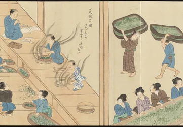 Illustrazioni della produzione di tè Uji