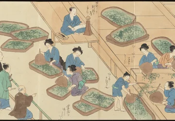 Illustrazioni della produzione di tè Uji