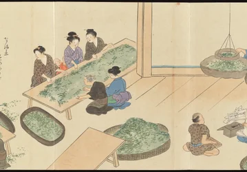 Illustrazioni della produzione di tè Uji