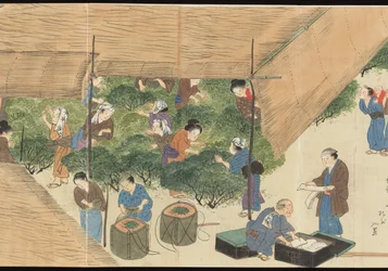 Illustrazioni della produzione di tè Uji