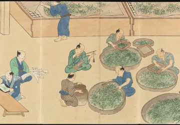 Illustrazioni della produzione di tè Uji
