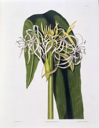 Crinum Declinatum, Tavola 43 da 