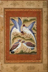 Uccelli. Miniatura a gouache della scuola moghul. 1590-1600