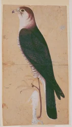 Falco