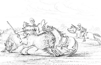 Bufalo che attacca un cowboy a cavallo, 1841