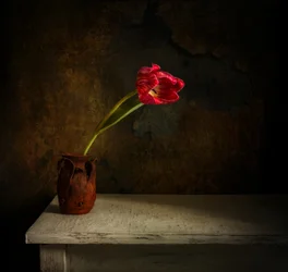 Tulipano rosso malinconico