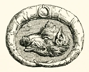 Canto della testa di cinghiale