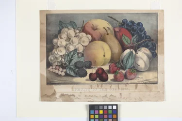 Frutti di Stagione