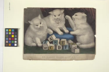 I miei tre gattini bianchi