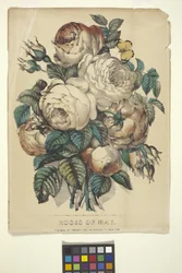 Rose di Maggio