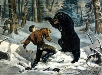 La vita dei Trapper (Cacciatori Professionisti) in Canada: un cacciatore è attaccato da un orso Grizzly. Illustrazione di Yves e Currier.