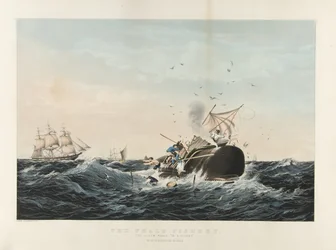 La Pesca della Balena: Il Capodoglio 
