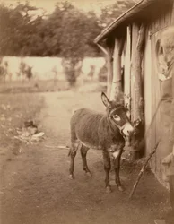 Sénart, l