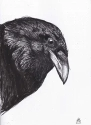 Corvo o Corvo Imperiale, 2020