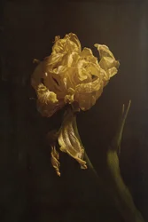 Decadenza dei tulipani dorati