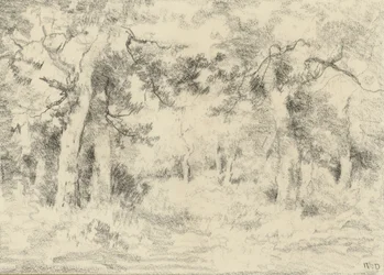 Paesaggio boschivo in estate