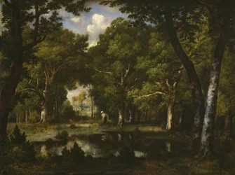Stagno nel bosco