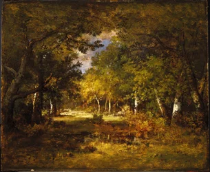 Scena forestale