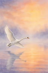 Il riflesso di un maestoso cigno