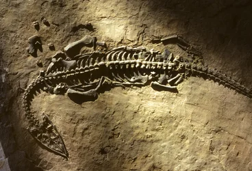 Fotografia di un fossile di vertebrato marino del periodo Triassico da un Pachypleurosaurus