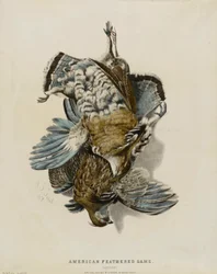 Selvaggina americana da penna - Cartucce